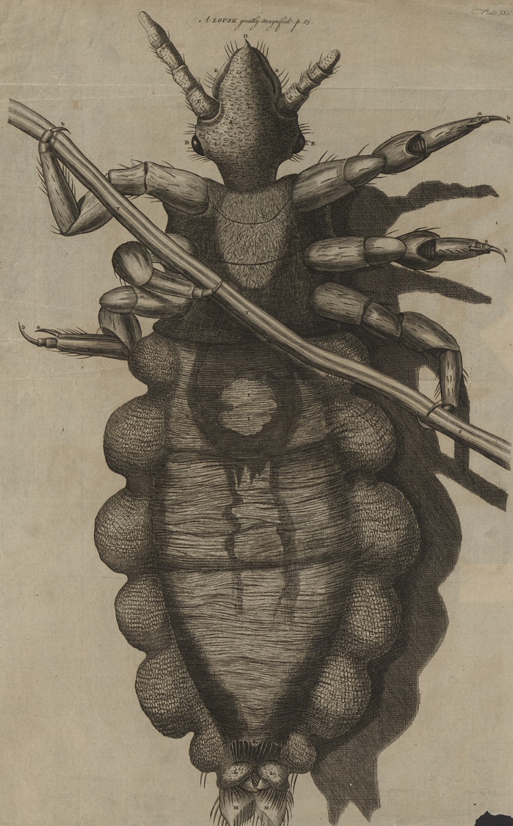 louse micrographia