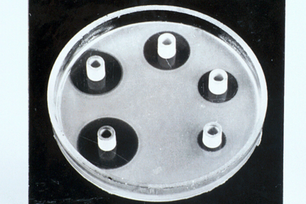 25280 Photograph of cylinder plate assay of penicillin 1800x840 px