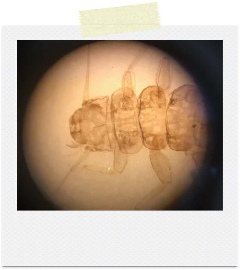 Specimen slide