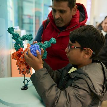 A Healthy Future for All? Model showing antibodies in action