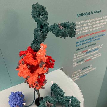 A Healthy Future for All? Model showing antibodies in action