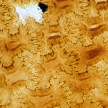 Microscope slide from collection (various makers and origins) 1800s-1900s